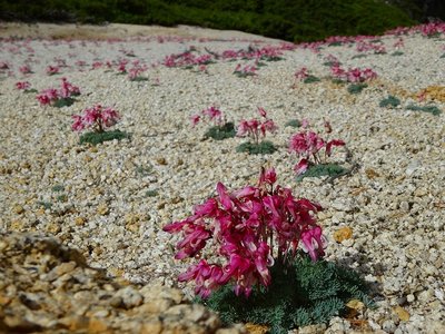 DSC06553.jpg (158.58 KiB) 閲覧された回数 7009 回 コマクサ