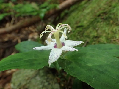 若狭の沢にてbyTG-4