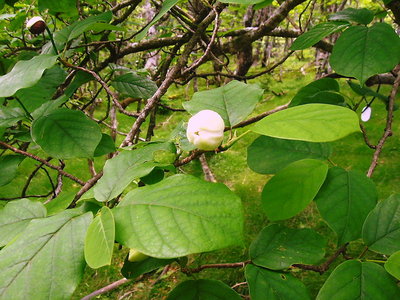 ● ラッシュ前のお花見です