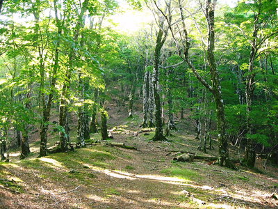 ● ブナの森は好いよなあ