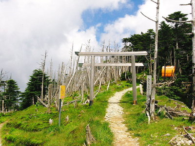 ● 弥山辺りの立ち枯れがヒドクなってるね