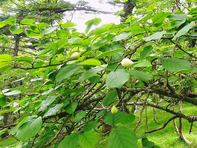 ●　この子らの顔の向きは冥々なんだね