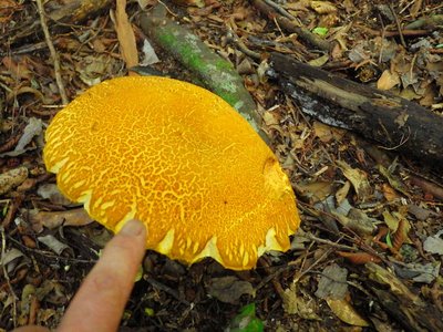 ヤマドリタケ。