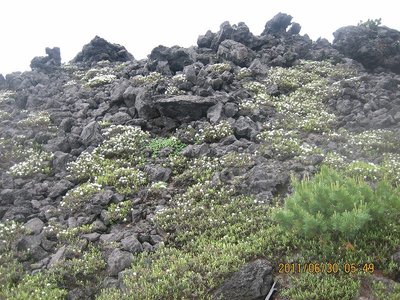 tokachi 009.jpg (195.58 KiB) 閲覧された回数 11631 回 溶岩とイソツツジ