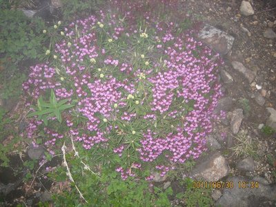 エゾノツガザクラ