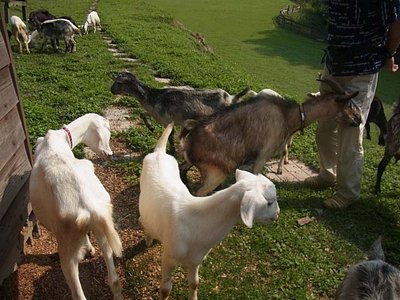 ヤギ美女にまとわりつかれて・・・