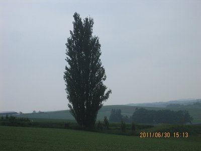 美瑛　ケンとメリーの木