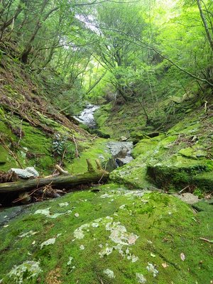 苔々のナメ。