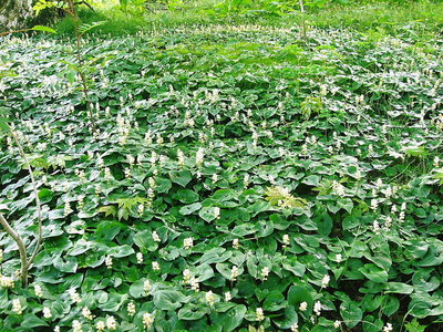 ● 花がイッパイ、名前は知らない