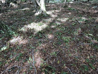 ブナ豊作.jpg (245.1 KiB) 閲覧された回数 4130 回 ある決まった場所にやたら小枝が落ちてます。中身は食べられてます。