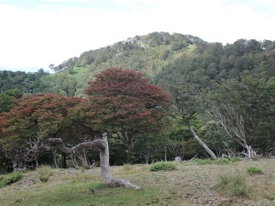 チト.jpg (217.78 KiB) 閲覧された回数 4130 回 木の名前は分かりませんが、紅葉が始まってます