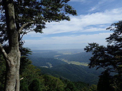 左側の小さいのが本物ですね(^^ゞ