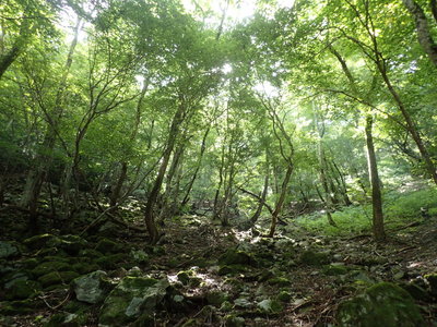 ほぼヤブ無しのツメ