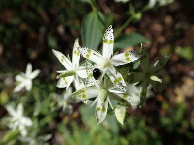 resizeP9190497.jpg (111.27 KiB) 閲覧された回数 6684 回 此処のものは背が低い