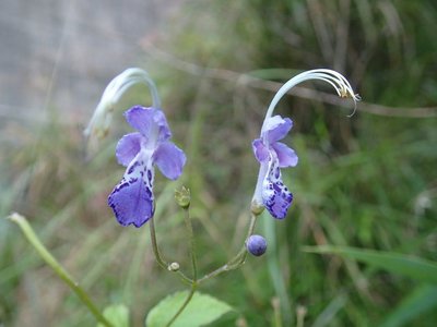強烈な匂いのカリガネソウ