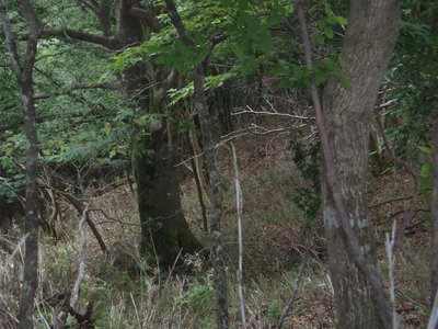 金猪ブナ.JPG (236.41 KiB) 閲覧された回数 6854 回 金猪ブナは健在