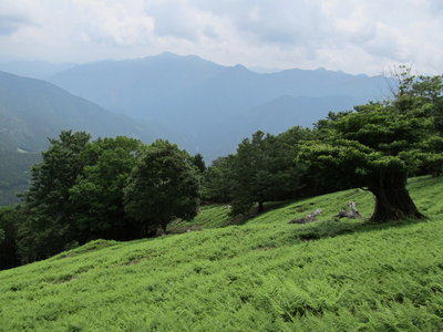 IMG_3373.JPG (226.2 KiB) 閲覧された回数 6274 回 緑色恋ヒキウス平