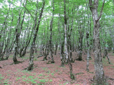 IMG_3390.JPG (432.99 KiB) 閲覧された回数 6277 回 明神の森