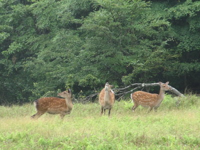 IMG_3454.JPG (298.79 KiB) 閲覧された回数 6274 回 誰か居るぞ!どこ?どこ?