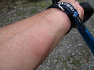 IMG_3458.JPG (165.87 KiB) 閲覧された回数 6257 回 陽性反応?