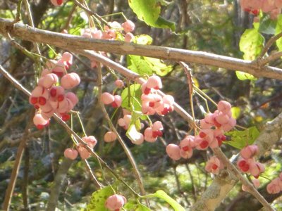 P1010834.jpg (78.33 KiB) 閲覧された回数 5622 回 マユミ