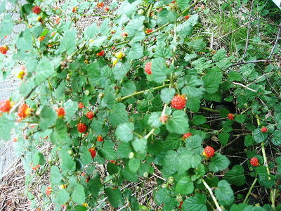 ● ヤブイチゴ ションしながら ツマミ食い