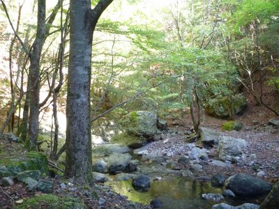 癒しの空間　五所ヶ滝ゴルジュ上の二俣あたり