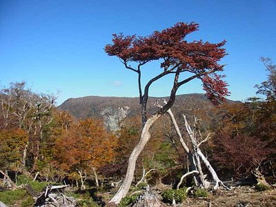 シロヤシオの奥のテーブルランドが大台ケ原♪