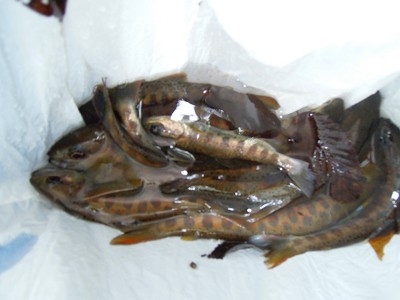 オマケ：大漁？<br />イエイエ、渇水で水たまりからの救出作業でふ。