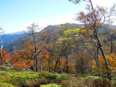 ボンサイ平の紅葉と檜塚。