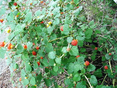 ● ヤブイチゴが食べごろだ、甘いなあ