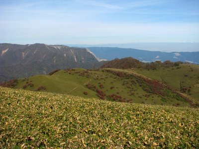 ええ天気。シロヤシオ紅葉はちょっと茶色