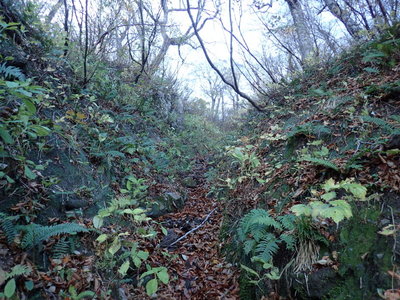 ツメはこんな感じでした