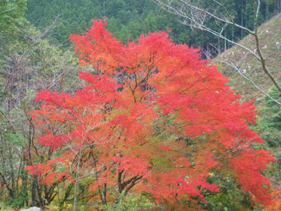 P1020283.jpg (83.03 KiB) 閲覧された回数 6766 回 林道横のイロハモミジ