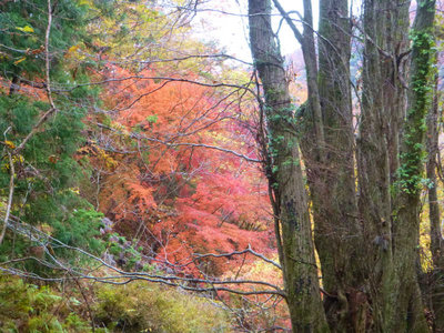 P1020212.jpg (101.62 KiB) 閲覧された回数 6422 回 カツラ大木と紅葉