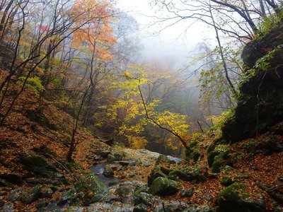 木屋谷支流ワサビ谷の残り紅葉（８日）。