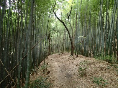 resizePB141572.jpg (261.11 KiB) 閲覧された回数 4925 回 僅かながら山道も