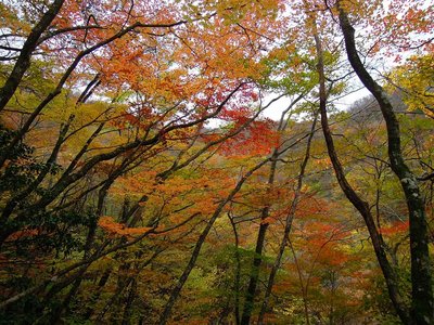 庵ノ谷源流部の紅葉。