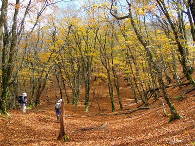 迷い大池の黄葉。