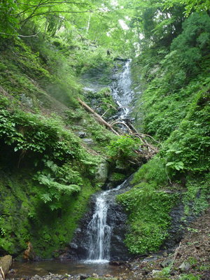 倒木がなければなあ