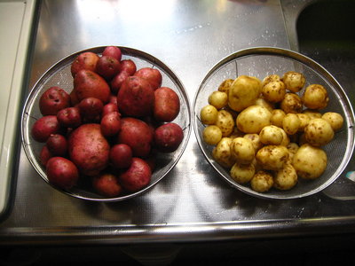 ● さっき採ってきた赤ジャガ白ジャガをどうぞ召し上がれ