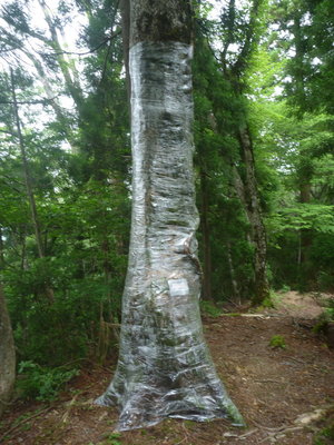 ビニ本ならぬ「ビニ木」