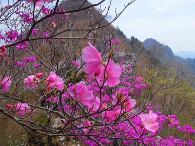 アケボノ。三つ葉ツツジの背景に、八景・古ヶ丸山。