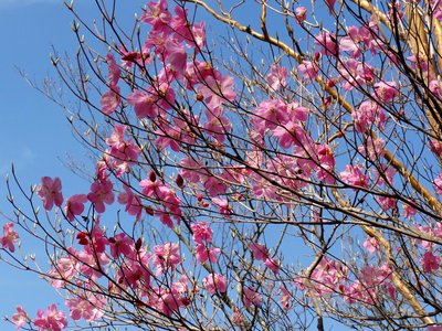 DSC00536.JPG (363.74 KiB) 閲覧された回数 6829 回 アケボノツツジ