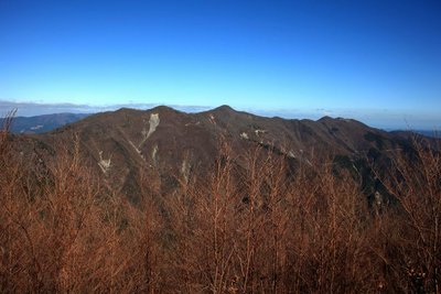 ヒメシャラの若木越しに迷岳が見える（白倉山から）