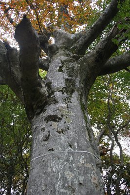 ブナ測定中