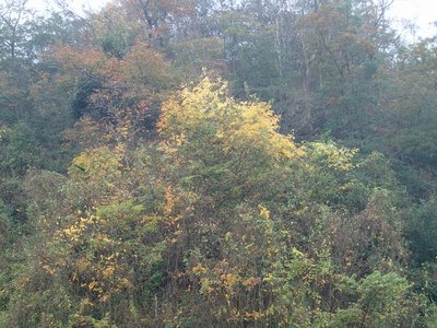 resizePB231768.jpg (257.98 KiB) 閲覧された回数 4972 回 綺麗な雑木林