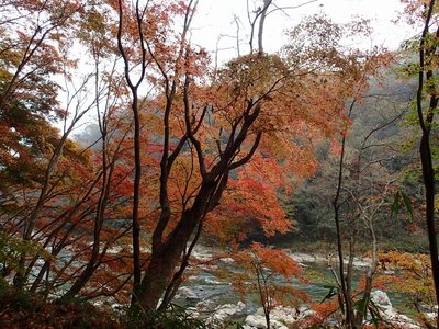 resizePB231832.jpg (286.02 KiB) 閲覧された回数 4972 回 モミジと木津川