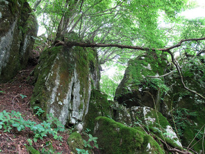 ネコマサのクラ