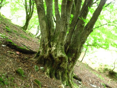 トチノキのあがりこ